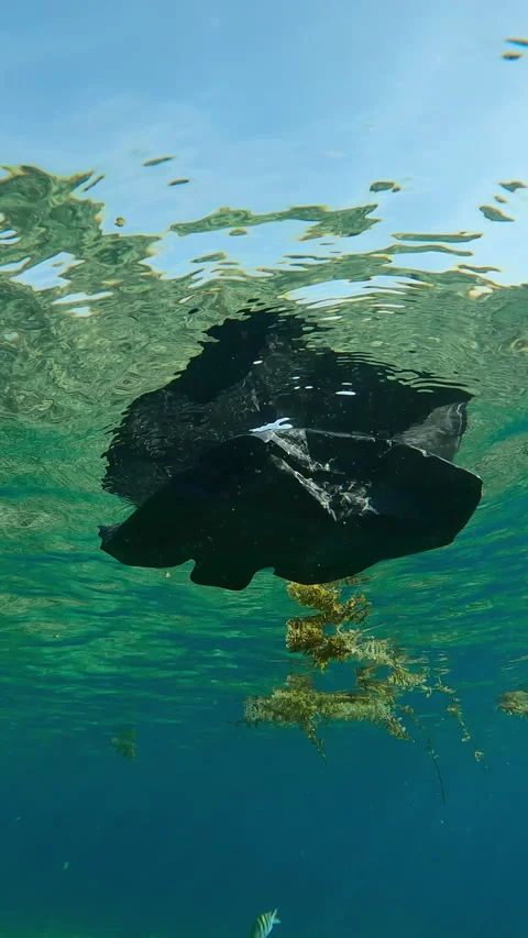 Black plastic bag drifting below water surface along with storm-ripped Seaweed Stock Footage 332442027