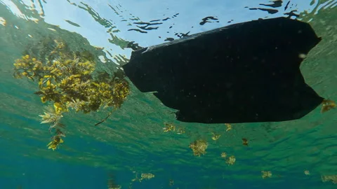Black plastic bag drifting under water surface along with storm-ripped Seaweed  Stock Footage 312804092