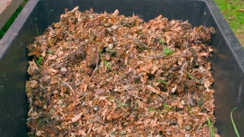 A black plastic container is filled with bird droppings mixed with sawdust Stock Footage 256016593