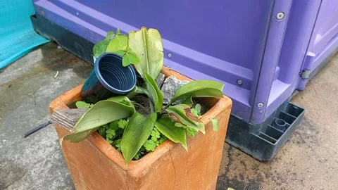 Black Plastic Cup on a plant Stock Footage 155548988