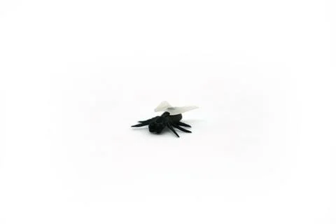 Black plastic fly with wings with six legs close-up isolated on white background Stock Photos