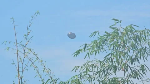 Black Plastic Trash Bag Floating In Blue Sky Over Bamboo Stock Footage 332027325