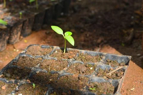 A black plastic tray filled with dark soil contains numerous small, green s.. Stock Photos