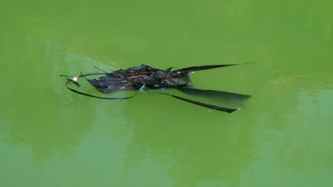 Black plastic waste floating in the lake Stock Footage 321798500