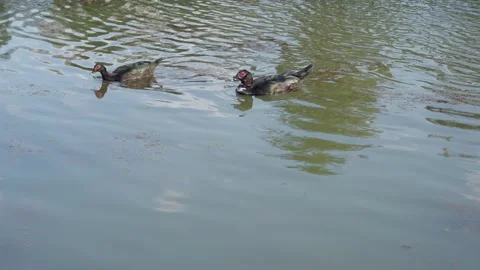 Black-plumaged duck with red eyebrows Video stock 286919024