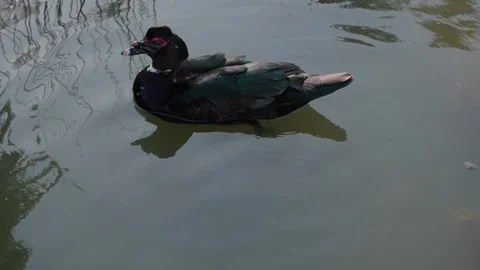 Black-plumaged duck with red eyebrows Vídeo Stock 286919028