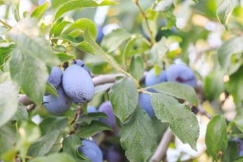 Black plums on the branches of the plum tree Stock Photos