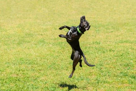 Black pointer in a jump against the background of green grass on a clear ligh Foto stock