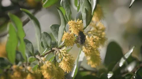 Black pollinating fly sipping nectar from a yellow flower. Close up. 스톡 동영상 248728088