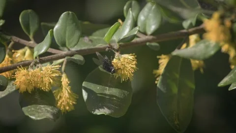 Black pollinating fly sipping nectar from a yellow flower. Close up. Stock Footage 248728102