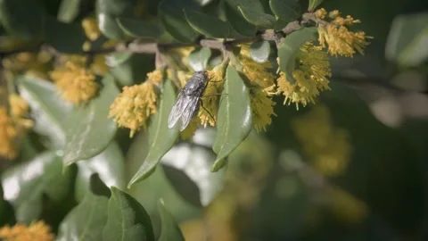 Black pollinating fly sipping nectar from a yellow flower. Close up. 스톡 동영상 248728120