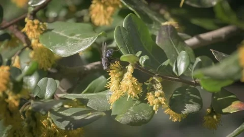 Black pollinating fly sipping nectar from a yellow flower. Close up. 스톡 동영상 248728123