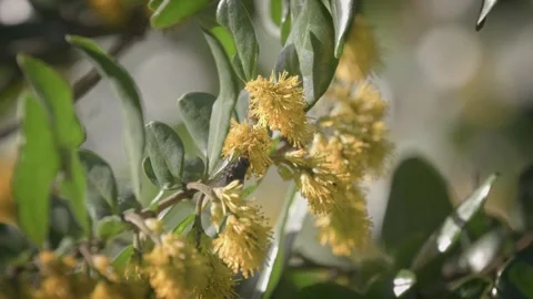 Black pollinating fly sipping nectar from a yellow flower. Close up. 스톡 동영상 248728126