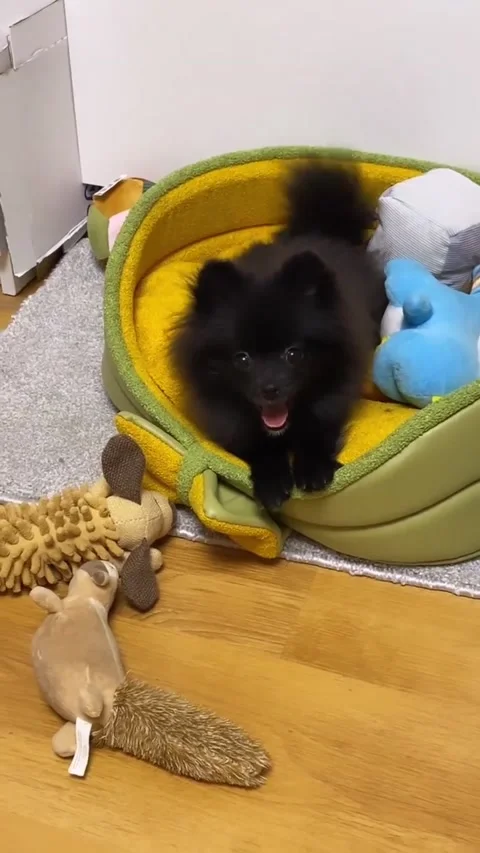 Black Pomeranian dog Stock Footage 224718470