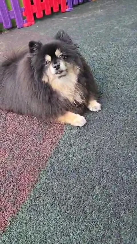 Black Pomeranian Video stock 302222454