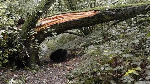 Black Pomeranian in the forest Stock Footage 117557257