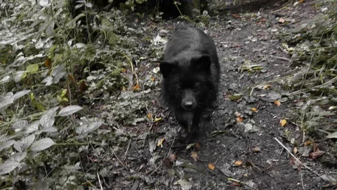 Black Pomeranian in the forest Stock Footage 117557262