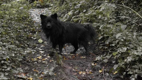 Black Pomeranian in the forest Stock Footage 117560099