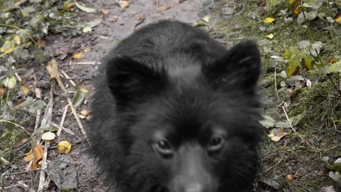 Black Pomeranian in the forest Stock Footage 117560113