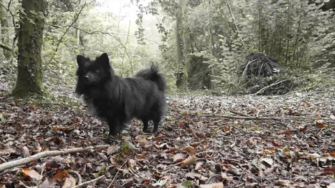 Black Pomeranian in the forest Stock Footage 117744966