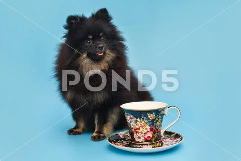 Black Pomeranian puppy and Cup with saucer Stock Photos