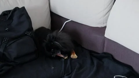 Black Pomeranian spitz gnawing on a bone on the sofa Stock Footage 249000039
