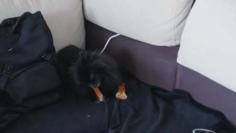 Black Pomeranian spitz gnawing on a bone on the sofa Stock Footage 249000050