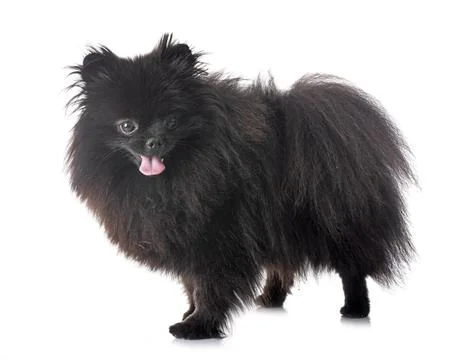 Black pomeranian in studio Foto stock