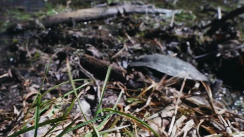 A Black Pond Turtle Digging Itself Into The Mud Going In With Its Head Stock Footage 128509722