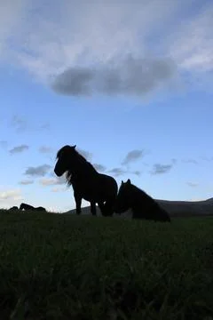 Black Ponies with in front of a dramatic sky Stock Photos