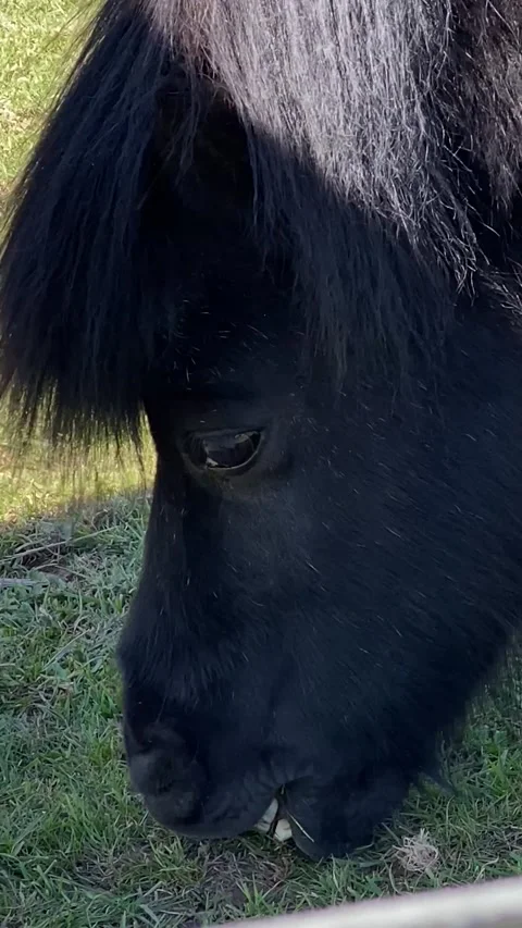 Black Pony Eating Stock Footage 170902520