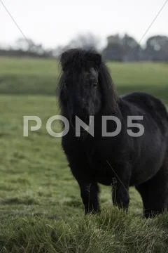 Black pony in long grass Stock Photos
