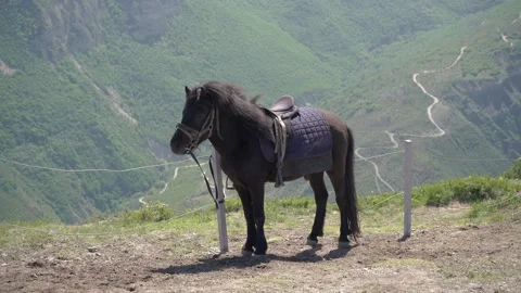 Black pony in the mountains Video stock 186972317