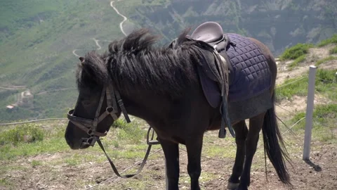 Black pony in the mountains Video stock 186972787
