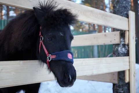 Black pony in a pen with wool. Portrait of a pony closeup in winter season. Stock Photos