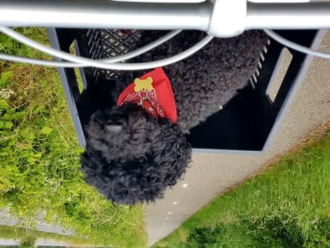 Black poodle in box Stock Photos