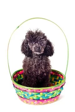 Black poodle isolated Stock Photos