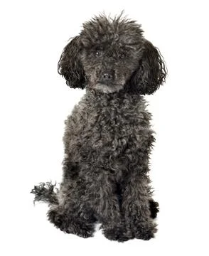 Black poodle isolated Stock Photos