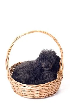 Black poodle isolated Stock Photos