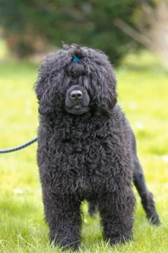 Black poodle Stock Photos