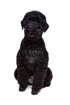 Black poodle Stock Photos