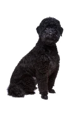 Black poodle Stock Photos