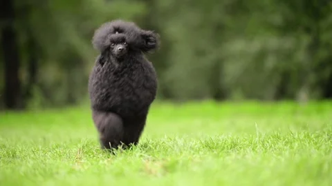 Black poodle running gracefully on lush green grass in slow motion, capturing Stock Footage 297899654