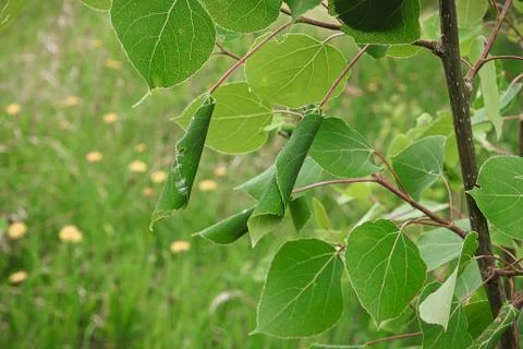 A black poplar tree with Leaf Rollers on it Stock Photos