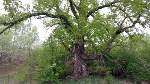 Black poplar tree (Populus nigra). Stock Footage 273496347