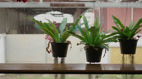 Black pots with rain in the background in the courtyard of a hostel in Thailand Stock Footage 221231880