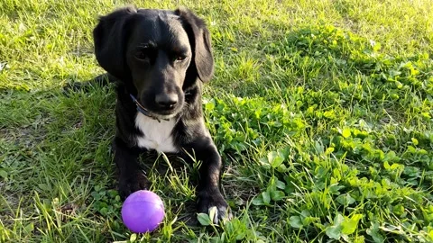 Black pretty smooth-haired dog playing with a purple ball on the green grass Stock-Footage 189872081