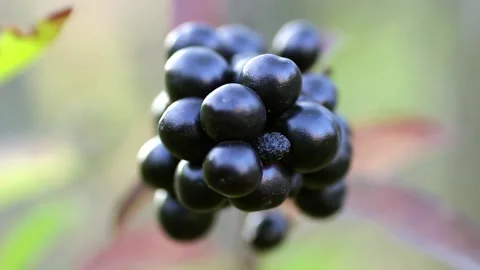 Black privet berries Stock Footage 140242718