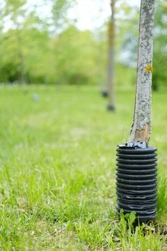 Black protective corrugated casing surrounds young tree trunk in lush green Stock Photos