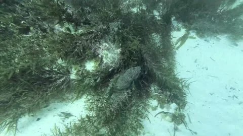 Black Puffer Fish Stock Footage 146050693